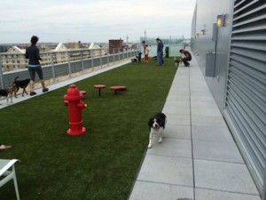 City Market at O Dog