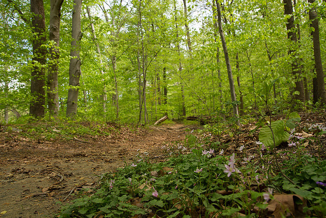 Courtesy of NatureServe via Flickr